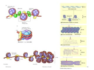 Amanzo   Núcleo celular   56
 