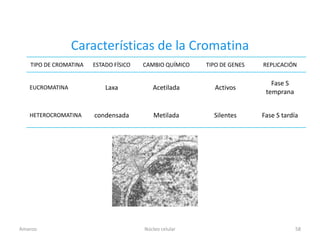 Características de la Cromatina
   TIPO DE CROMATINA   ESTADO FÍSICO   CAMBIO QUÍMICO   TIPO DE GENES   REPLICACIÓN

                                                                           Fase S
   EUCROMATINA             Laxa           Acetilada       Activos
                                                                         temprana


   HETEROCROMATINA     condensada          Metilada       Silentes      Fase S tardía




Amanzo                                 Núcleo celular                               58
 