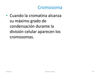 Cromosoma
• Cuando la cromatina alcanza
  su máximo grado de
  condensación durante la
  división celular aparecen los
  cromosomas.




Amanzo               Núcleo celular   59
 