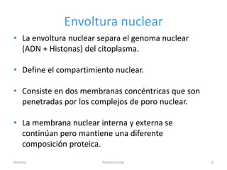 Envoltura nuclear
• La envoltura nuclear separa el genoma nuclear
  (ADN + Histonas) del citoplasma.

• Define el compartimiento nuclear.

• Consiste en dos membranas concéntricas que son
  penetradas por los complejos de poro nuclear.

• La membrana nuclear interna y externa se
  continúan pero mantiene una diferente
  composición proteica.
Amanzo                 Núcleo celular              6
 