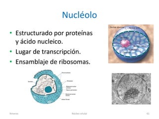 Nucléolo
• Estructurado por proteínas
  y ácido nucleico.
• Lugar de transcripción.
• Ensamblaje de ribosomas.




Amanzo              Núcleo celular   61
 