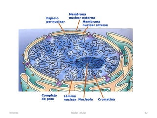 Amanzo   Núcleo celular   62
 