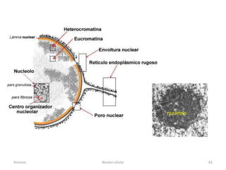 nucleolo




Amanzo   Núcleo celular              63
 