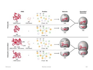 Amanzo   Núcleo celular   64
 