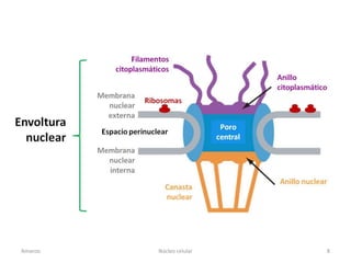 Amanzo   Núcleo celular   8
 