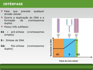 INTÉRFASE
 Fase que precede qualquer
divisão celular.
 Ocorre a duplicação do DNA e a
formação de cromossomos
duplos.
 Possui três subfases:
G1 : pré-síntese (cromossomos
simples)
S : Síntese de DNA
G2: Pós-síntese (cromossomos
duplos)
Fases do ciclo celular
QuantidadedeDNA
G1 S G2
 