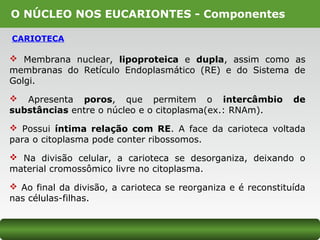 O NÚCLEO NOS EUCARIONTES - Componentes
CARIOTECA
 Membrana nuclear, lipoproteica e dupla, assim como as
membranas do Retículo Endoplasmático (RE) e do Sistema de
Golgi.
 Apresenta poros, que permitem o intercâmbio de
substâncias entre o núcleo e o citoplasma(ex.: RNAm).
 Possui íntima relação com RE. A face da carioteca voltada
para o citoplasma pode conter ribossomos.
 Na divisão celular, a carioteca se desorganiza, deixando o
material cromossômico livre no citoplasma.
 Ao final da divisão, a carioteca se reorganiza e é reconstituída
nas células-filhas.
 