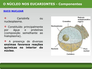 O NÚCLEO NOS EUCARIONTES - Componentes
SUCO NUCLEAR
 Cariolinfa ou
nucleoplasma.
 Constituído principalmente
por água e proteínas
(composição semelhante ao
hialoplasma).
 A presença de diversas
enzimas favorece reações
químicas no interior do
núcleo.
 