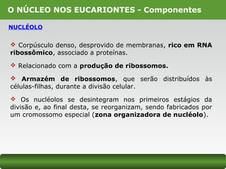O NÚCLEO NOS EUCARIONTES - Componentes
NUCLÉOLO
 Corpúsculo denso, desprovido de membranas, rico em RNA
ribossômico, associado a proteínas.
 Relacionado com a produção de ribossomos.
 Armazém de ribossomos, que serão distribuídos às
células-filhas, durante a divisão celular.
 Os nucléolos se desintegram nos primeiros estágios da
divisão e, ao final desta, se reorganizam, sendo fabricados por
um cromossomo especial (zona organizadora de nucléolo).
 