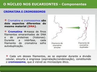 O NÚCLEO NOS EUCARIONTES - Componentes
CROMATINA E CROMOSSOMOS
 Cromatina e cromossomos são
dois aspectos diferentes do
mesmo material (DNA).
 Cromatina massa de finos
filamentos emaranhados de DNA
e de proteínas (histonas).
Durante a intérfase, cada
filamento de cromatina sofre
autoduplicação.
 Cada um desses filamentos, ao se espiralar durante a divisão
celular, encurta e engrossa (espiralação/condensação), constituindo
o cromossomo, que é visível ao microscópio ótico.
 