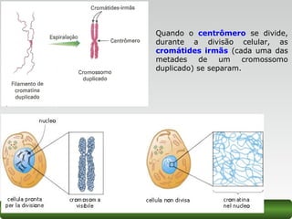 Quando o centrômero se divide,
durante a divisão celular, as
cromátides irmãs (cada uma das
metades de um cromossomo
duplicado) se separam.
 