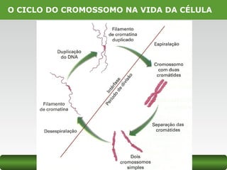 O CICLO DO CROMOSSOMO NA VIDA DA CÉLULA
 