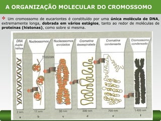 A ORGANIZAÇÃO MOLECULAR DO CROMOSSOMO
 Um cromossomo de eucariontes é constituído por uma única molécula de DNA,
extremamente longa, dobrada em vários estágios, tanto ao redor de moléculas de
proteínas (histonas), como sobre si mesma.
 