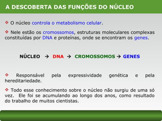 A DESCOBERTA DAS FUNÇÕES DO NÚCLEO
 O núcleo controla o metabolismo celular.
 Nele estão os cromossomos, estruturas moleculares complexas
constituídas por DNA e proteínas, onde se encontram os genes.
NÚCLEO  DNA  CROMOSSOMOS  GENES
 Responsável pela expressividade genética e pela
hereditariedade.
 Todo esse conhecimento sobre o núcleo não surgiu de uma só
vez. Ele foi se acumulando ao longo dos anos, como resultado
do trabalho de muitos cientistas.
 