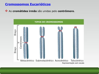 Cromossomos Eucarióticos
 As cromátides irmãs são unidas pelo centrômero.
Representação sem escala
TIPOS DE CROMOSSOMOS
 