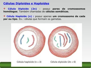 Células Diploides e Haploides
 Célula Diploide (2n) : possui pares de cromossomos
homólogos. Também chamadas de células somáticas.
 Célula Haploide (n) : possui apenas um cromossomo de cada
par ou tipo. Ex.: células que formam os gametas.
 