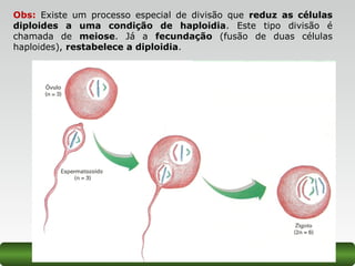 Obs: Existe um processo especial de divisão que reduz as células
diploides a uma condição de haploidia. Este tipo divisão é
chamada de meiose. Já a fecundação (fusão de duas células
haploides), restabelece a diploidia.
 