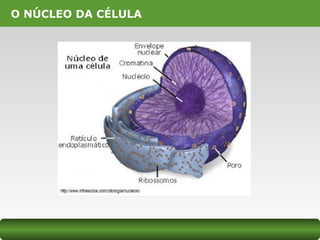 O NÚCLEO DA CÉLULA
 