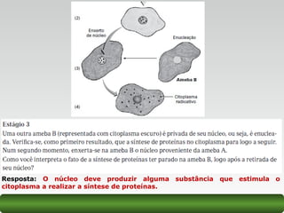 Resposta: O núcleo deve produzir alguma substância que estimula o
citoplasma a realizar a síntese de proteínas.
 