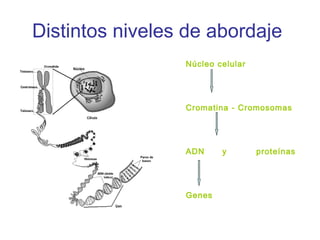 Distintos niveles de abordaje
                 Núcleo celular




                 Cromatina - Cromosomas




                 ADN     y        proteínas




                 Genes
 