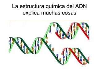 La estructura química del ADN
    explica muchas cosas
 