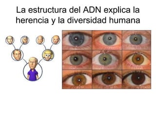 La estructura del ADN explica la
herencia y la diversidad humana
 