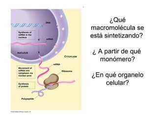 ¿Qué
macromolécula se
está sintetizando?

¿ A partir de qué
  monómero?

¿En qué organelo
    celular?
 