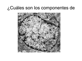 ¿Cuáles son los componentes de
 