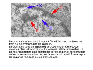• La cromatina está constituida por ADN e Histonas; por tanto, se
  trata de los cromosomas de la célula.
  La cromatina tiene un aspecto granuloso y heterogéneo, con
  regiones claras (Eucromatina, E) y oscuras (Heterocromatina, H).
  La heterocromatina está constituida por las regiones condensadas
  de los cromosomas mientras que la eucromatina está formada por
  las regiones relajadas de los cromosomas
 