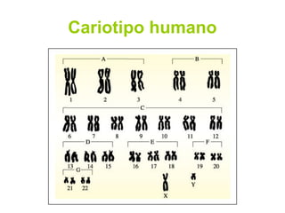 Cariotipo humano
 