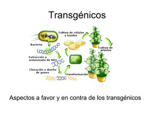 Transgénicos




Aspectos a favor y en contra de los transgénicos
 