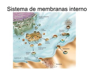 Sistema de membranas interno
 