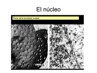 El núcleo
 