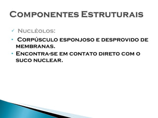 Nucléolos: Corpúsculo esponjoso e desprovido de membranas. Encontra-se em contato direto com o suco nuclear. 