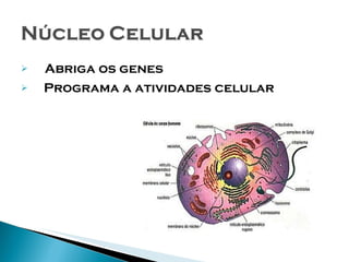 Abriga os genes Programa a atividades celular 