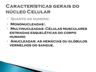 Quanto ao número: Mononucleadas:. Multinucleadas: Células musculares estriadas esqueléticas do corpo humano Anucleadas: as hemácias ou glóbulos vermelhos do sangue. 