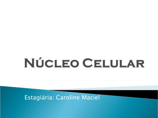 Estagiária: Caroline Maciel 