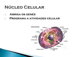    Abriga os genes
   Programa a atividades celular
 