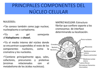 INST JOSE MARTI NUCLEO CELULAR BCM | PPSX