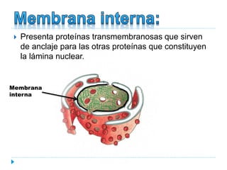  Presenta proteínas transmembranosas que sirven
de anclaje para las otras proteínas que constituyen
la lámina nuclear.
Membrana
interna
 