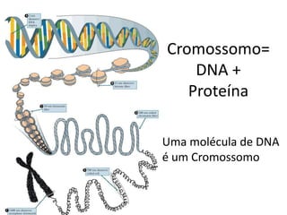 Cromossomo=
DNA +
Proteína
Uma molécula de DNA
é um Cromossomo