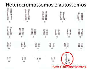 Heterocromossomos e autossomos