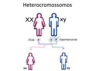 Heterocromossomos
