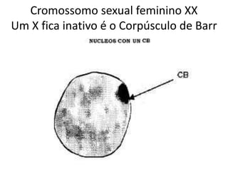 Cromossomo sexual feminino XX
Um X fica inativo é o Corpúsculo de Barr
