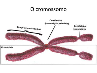 O cromossomo