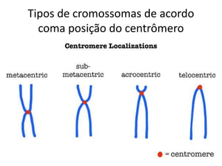 Tipos de cromossomas de acordo
coma posição do centrômero