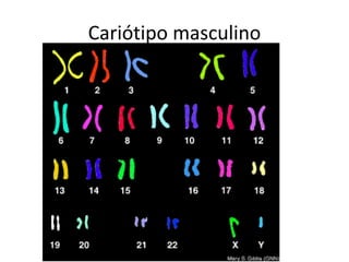 Cariótipo masculino