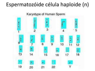 Espermatozóide célula haploide (n)