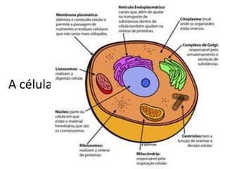 A célula
