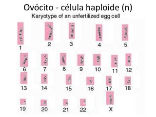 Ovócito - célula haploide (n)